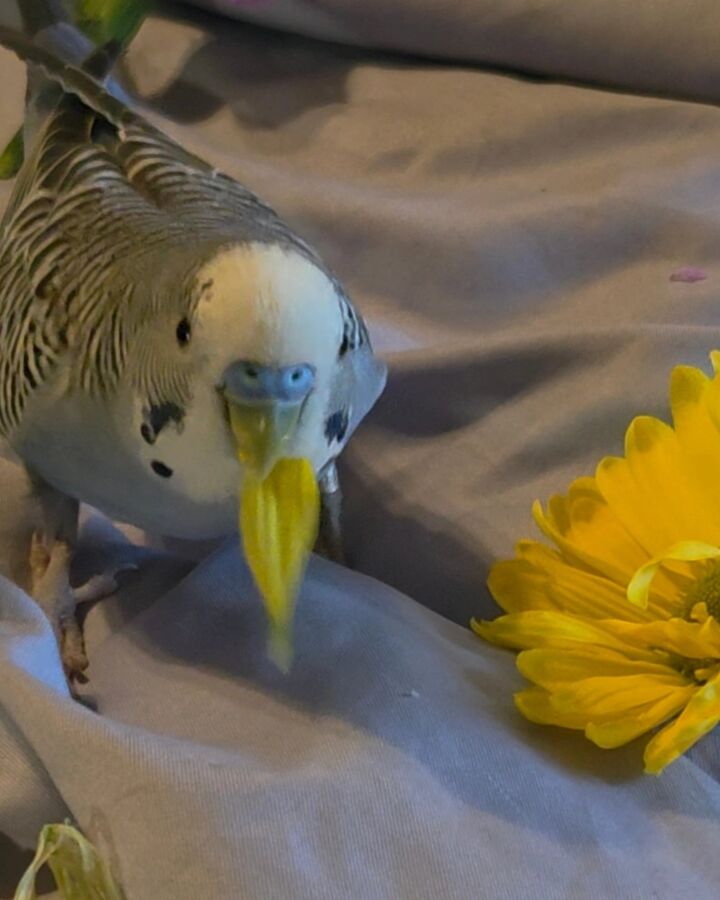 A budgie holding a yellow flower petal