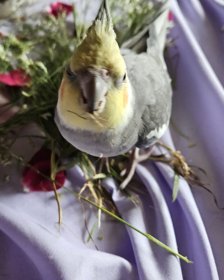A cockatiel among red roses