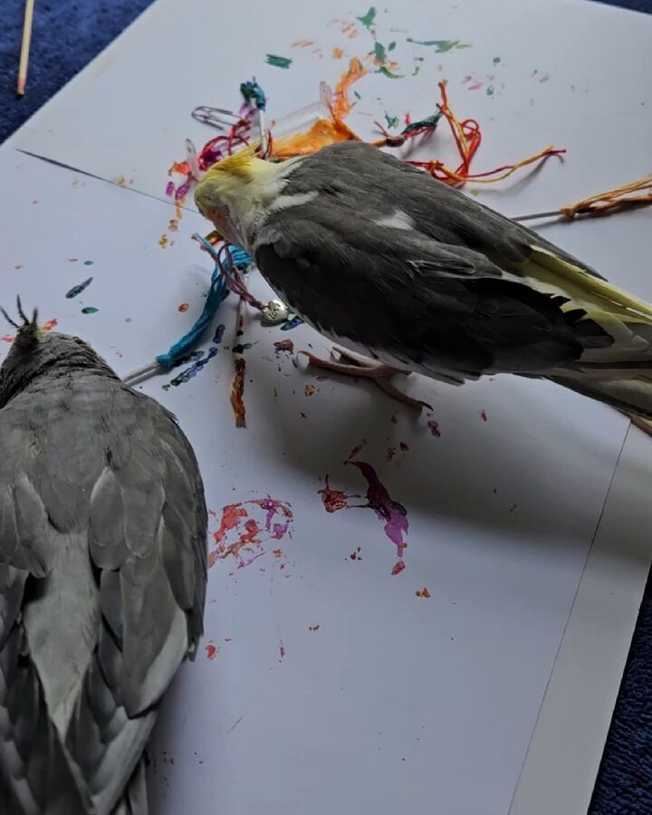 Two cockatiels painting with colorful threads