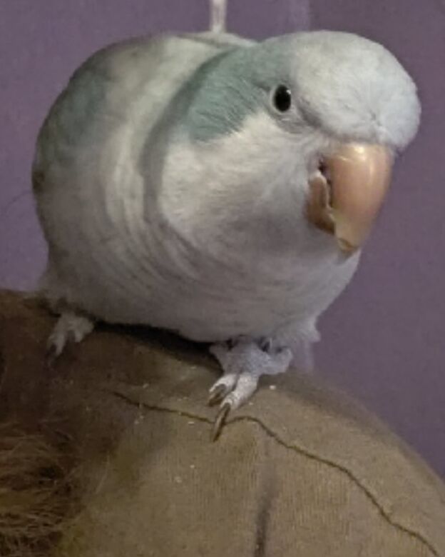 A quaker parrot riding on Taea's shoulder