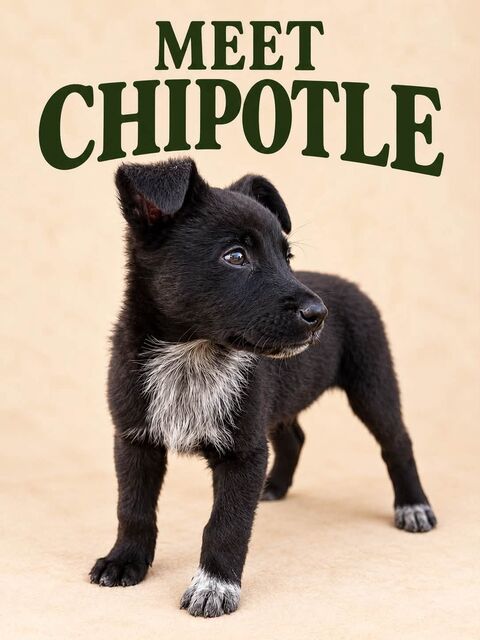 Meet Chipotle