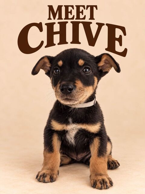 Meet Chive