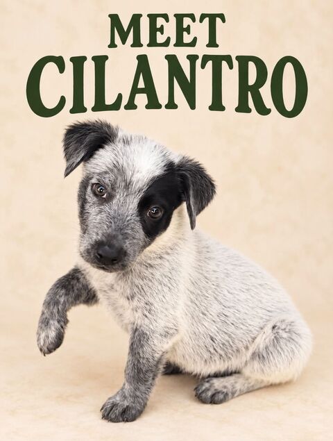 Meet Cilantro