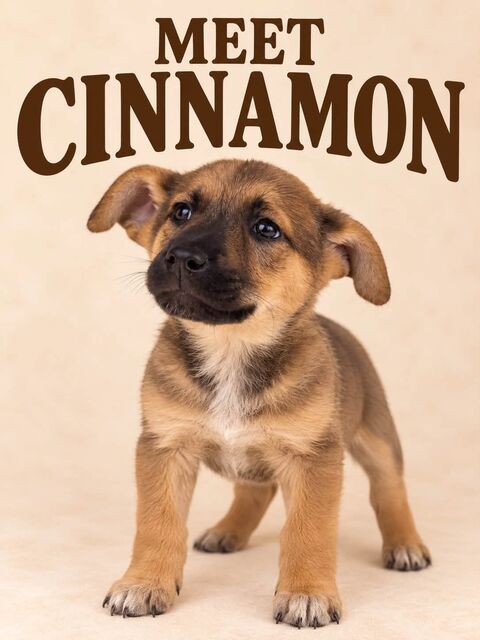 Meet Cinnamon