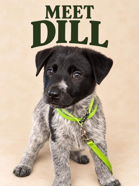 Meet Dill