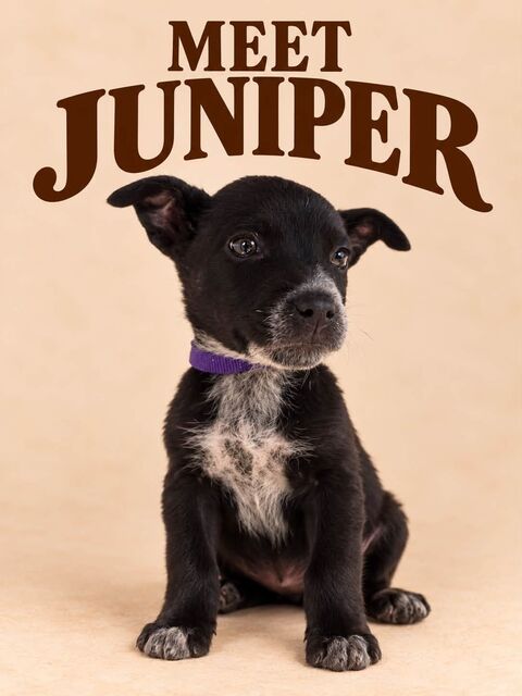 Meet Juniper