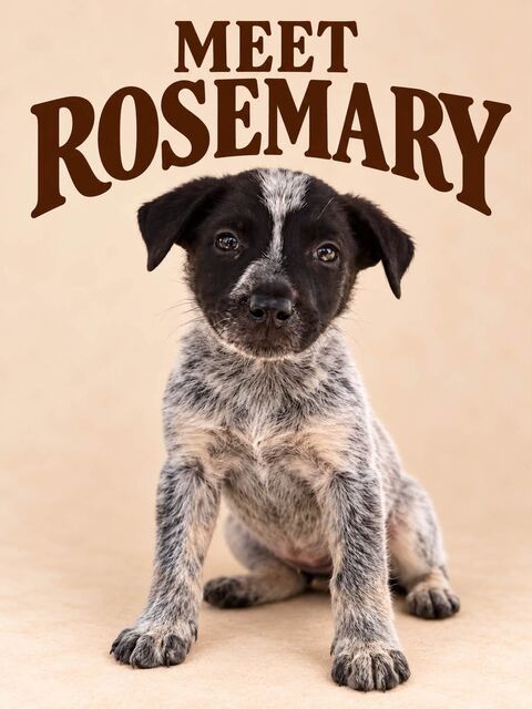 Meet Rosemary
