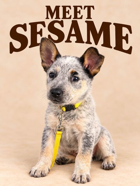 Meet Sesame