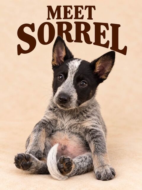 Meet Sorrel